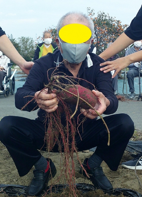 芋掘り